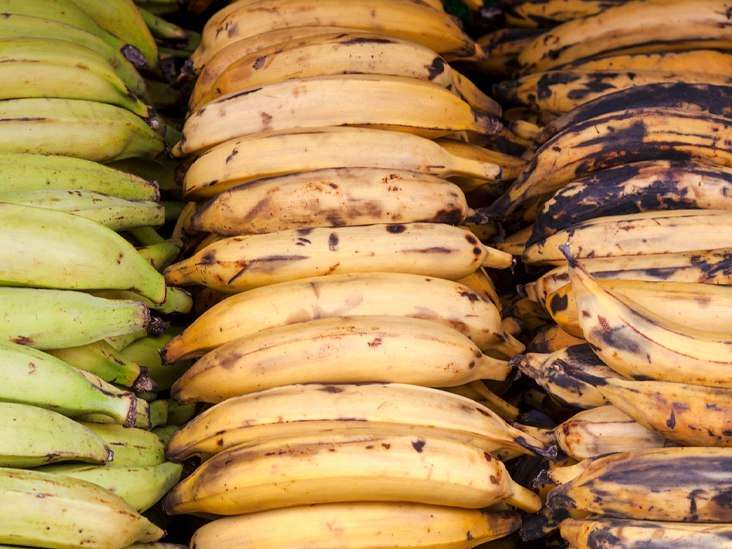 Plantain,Fresh plantains in Ontario Canada, reen plantains for frying in Ontario Canada, African plantains delivery in Ontario Canada